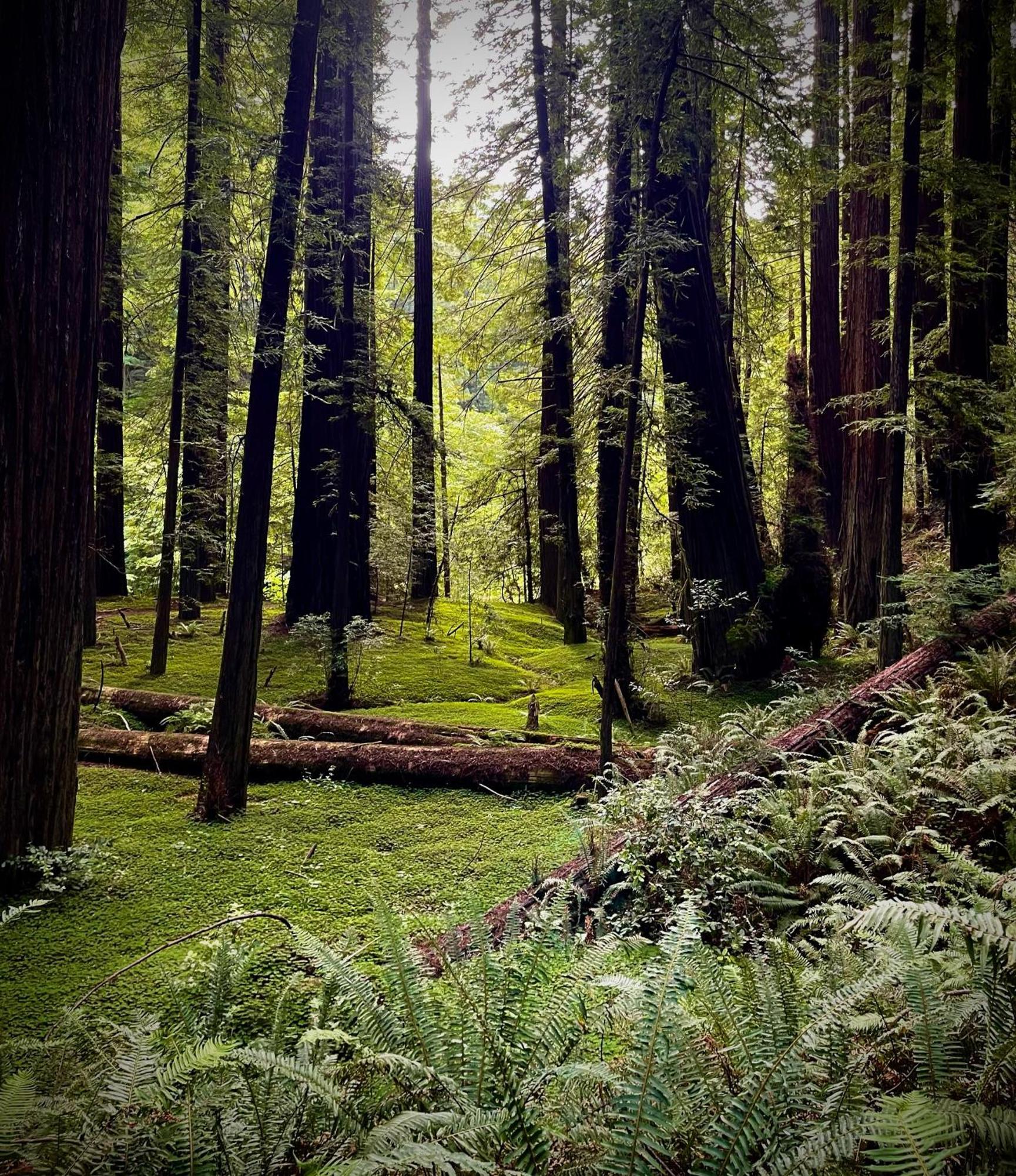 Avenue Of The Giants Caraway Cottage Miranda Exterior photo